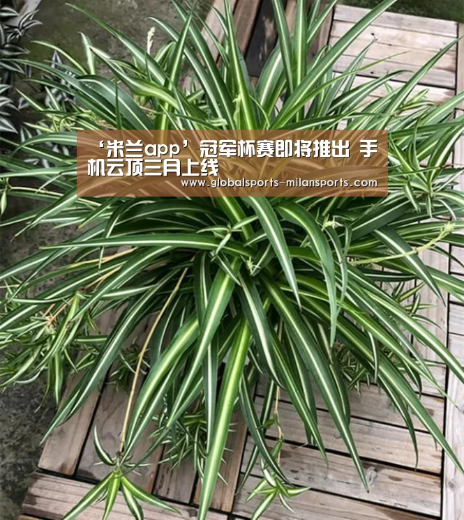 ‘米兰app’冠军杯赛即将推出 手机云顶三月上线(图4) 米兰体育app下载